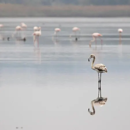 Casa Iroko - A Modern Villa, With Private Pool, In A Quiet Area Вилла Nadadouro